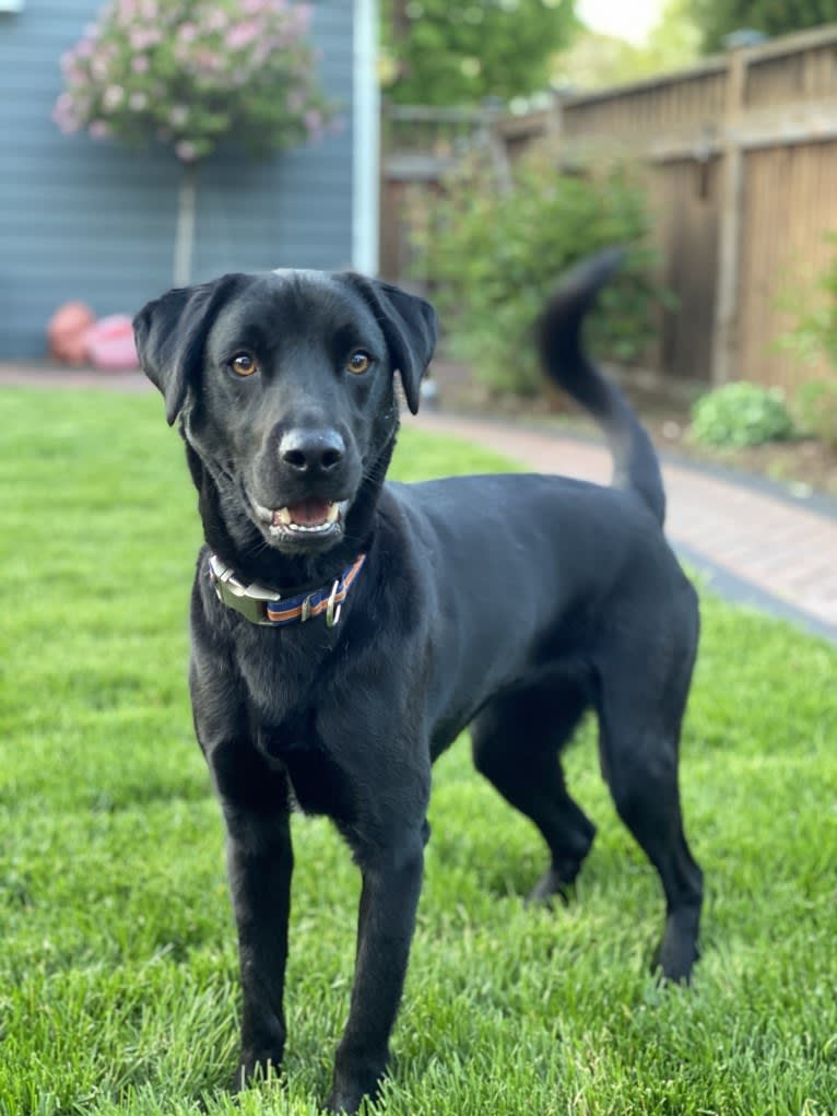 Lancelot, a Labrador Retriever and Chow Chow mix tested with EmbarkVet.com