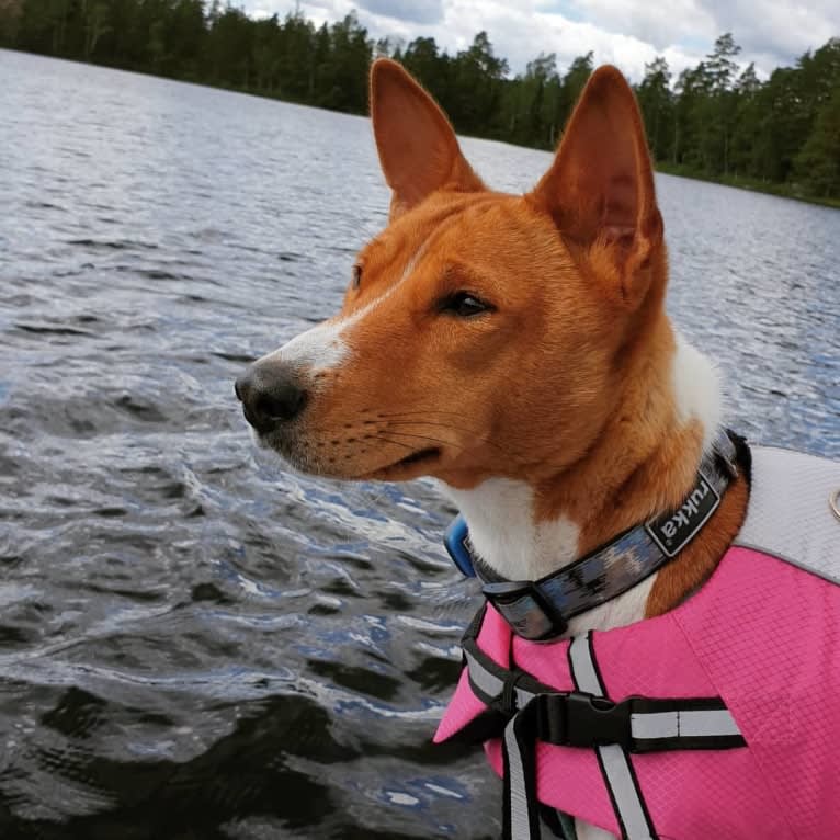 Kokko, a Basenji tested with EmbarkVet.com