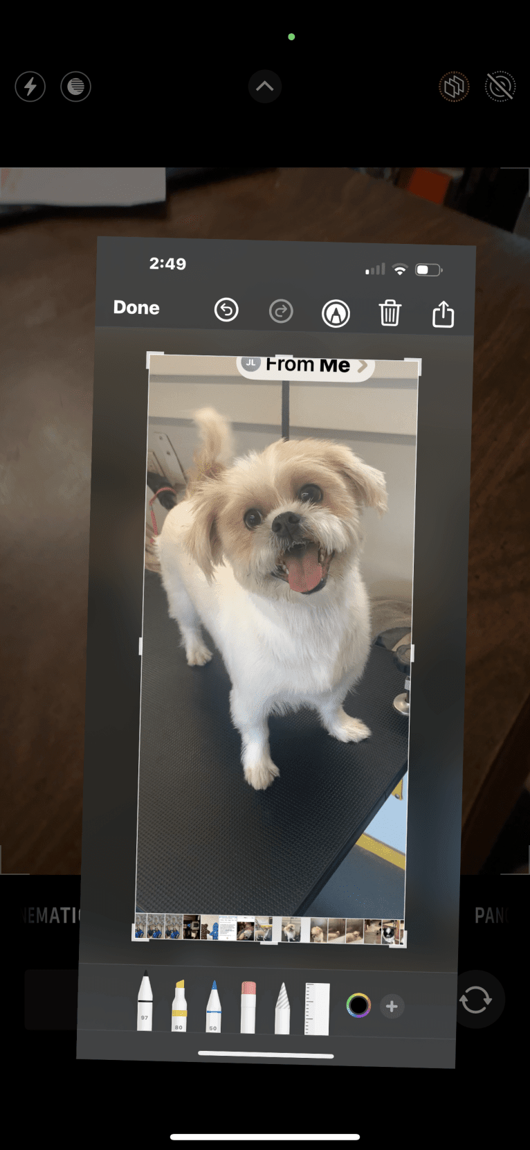 Dempsey, a Shih Tzu (8.7% unresolved) tested with EmbarkVet.com