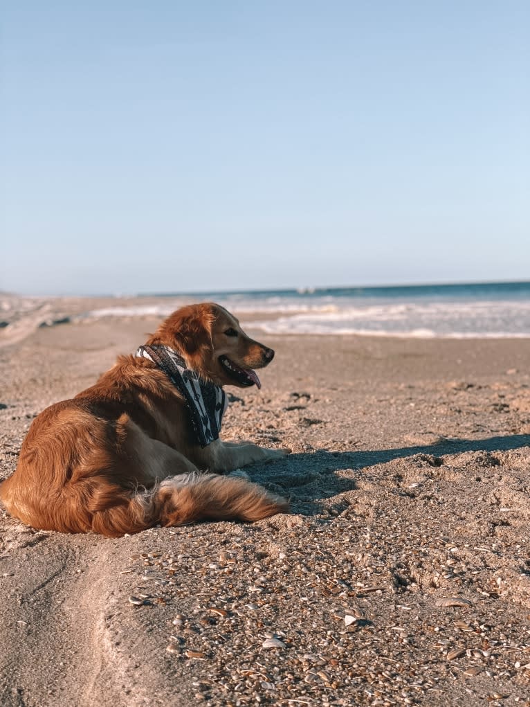 Marley, a Golden Retriever tested with EmbarkVet.com