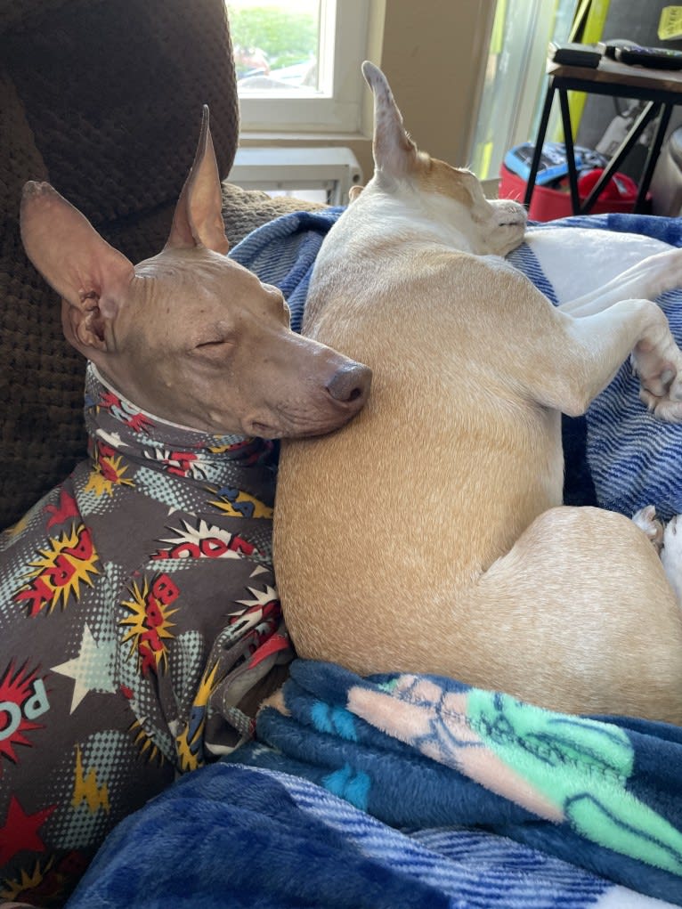 Tater Tot (Namaste), an American Hairless Terrier tested with EmbarkVet.com