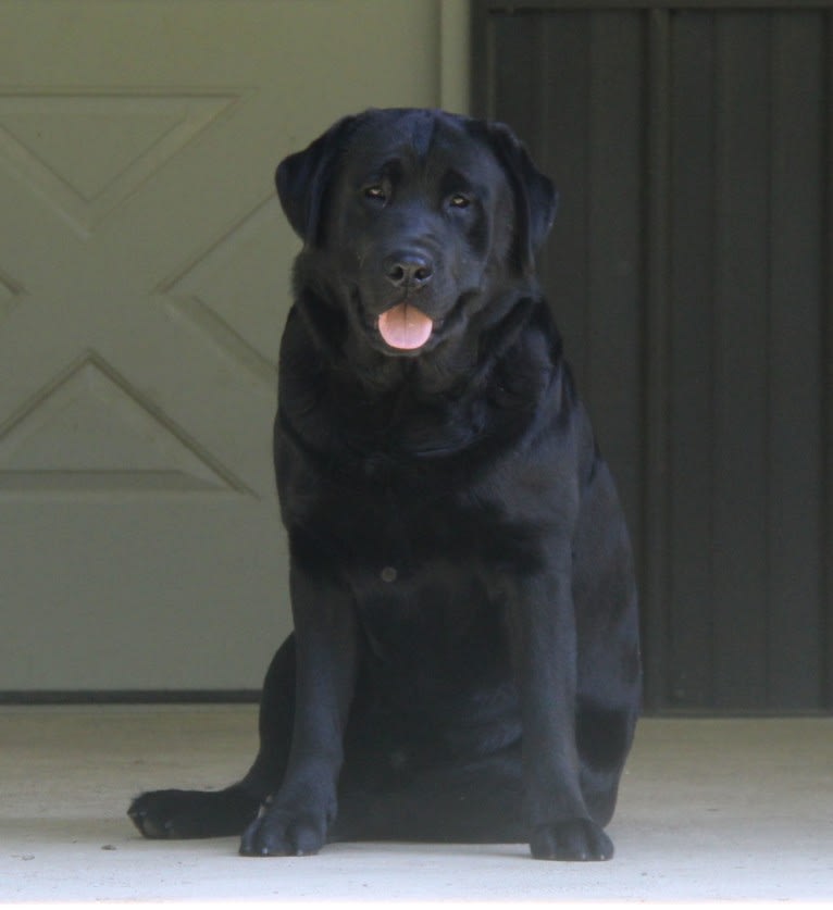 Knight, a Labrador Retriever tested with EmbarkVet.com