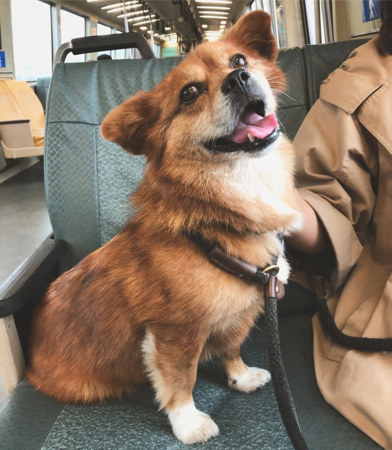 Rocket, a Chinese Village Dog and Pekingese mix tested with EmbarkVet.com