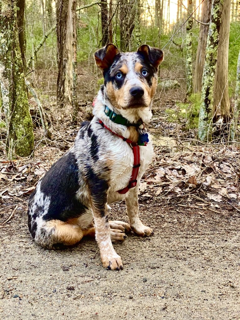 Duncan, an Australian Cattle Dog and American Pit Bull Terrier mix tested with EmbarkVet.com