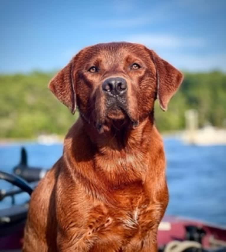 Rumo, a Labrador Retriever tested with EmbarkVet.com