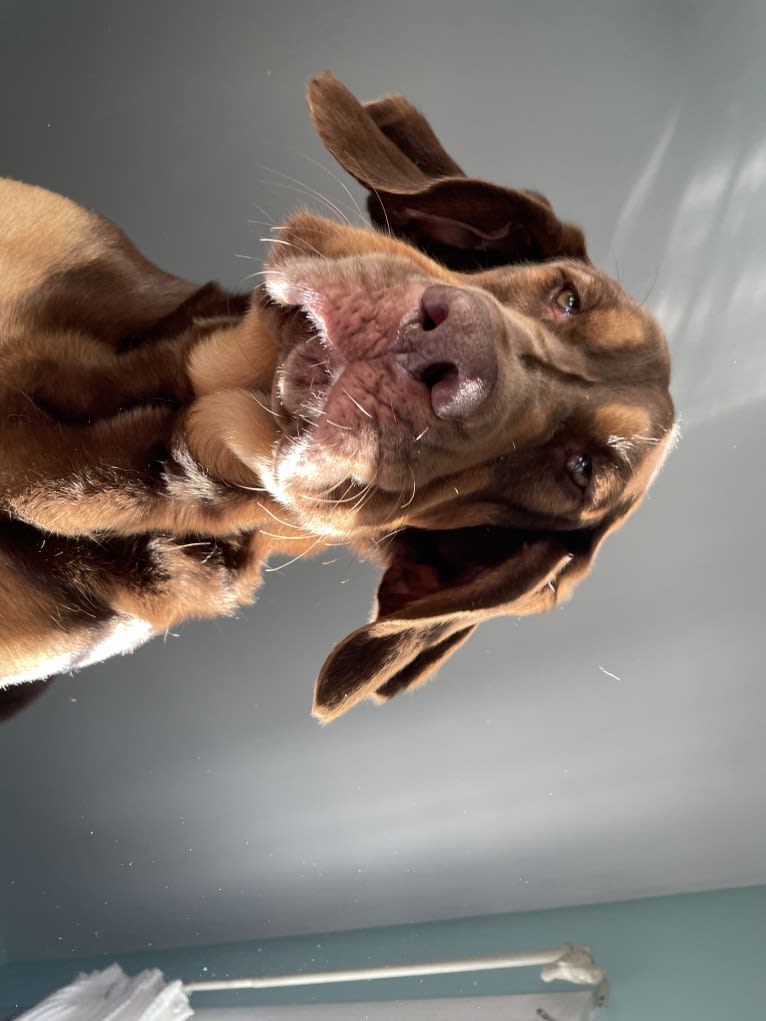 Hank, a Bloodhound and Labrador Retriever mix tested with EmbarkVet.com