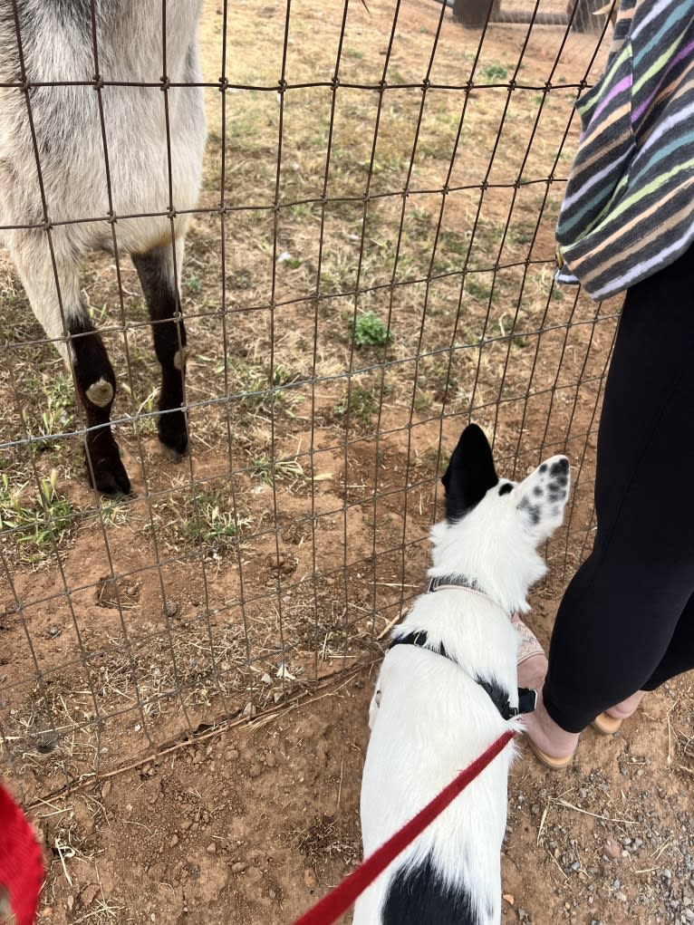 Luke Skywalker, an Australian Cattle Dog and Rat Terrier mix tested with EmbarkVet.com