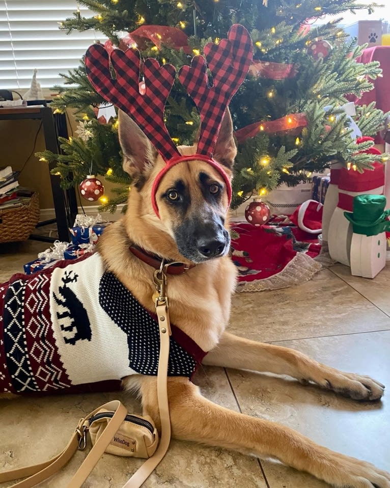 Stone, a German Shepherd Dog tested with EmbarkVet.com