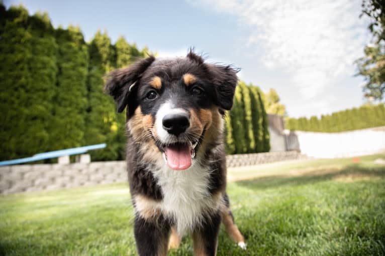 Tess, an Australian Shepherd tested with EmbarkVet.com