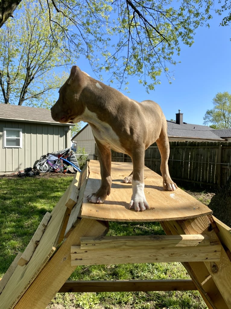 Lucci, an American Bully tested with EmbarkVet.com