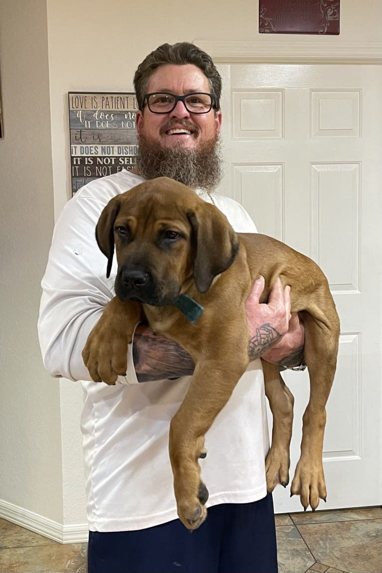 Rock, a Boerboel tested with EmbarkVet.com