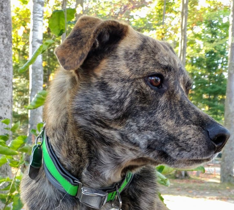 Roadie, a Labrador Retriever and Rottweiler mix tested with EmbarkVet.com