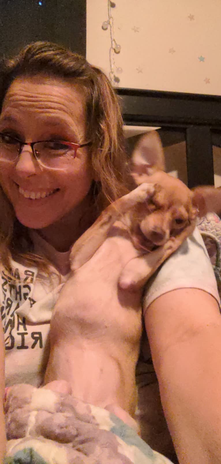 Terra, a Chihuahua and Rat Terrier mix tested with EmbarkVet.com