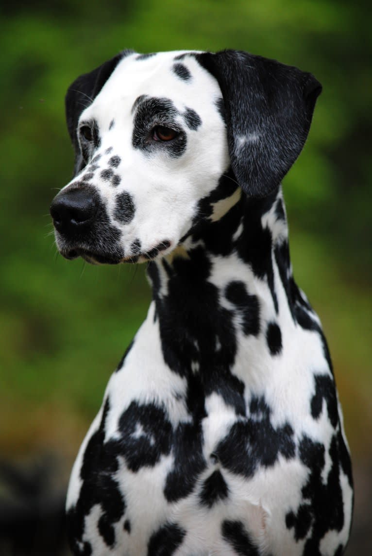 Leilani, a Dalmatian tested with EmbarkVet.com