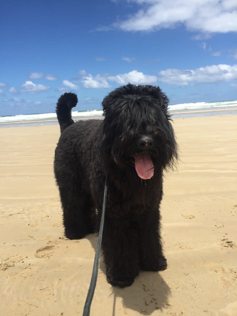 Vlad (Yarrawon Theodore), a Black Russian Terrier tested with EmbarkVet.com