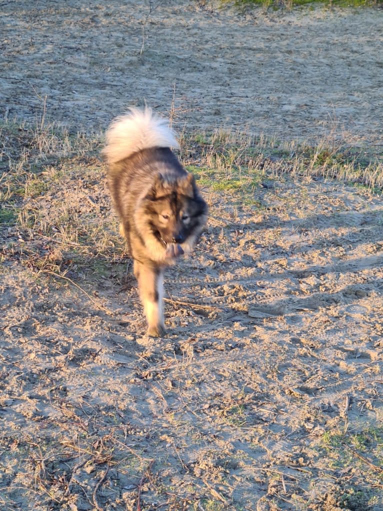 Diamond Spindinčios Akys, an Eurasier tested with EmbarkVet.com