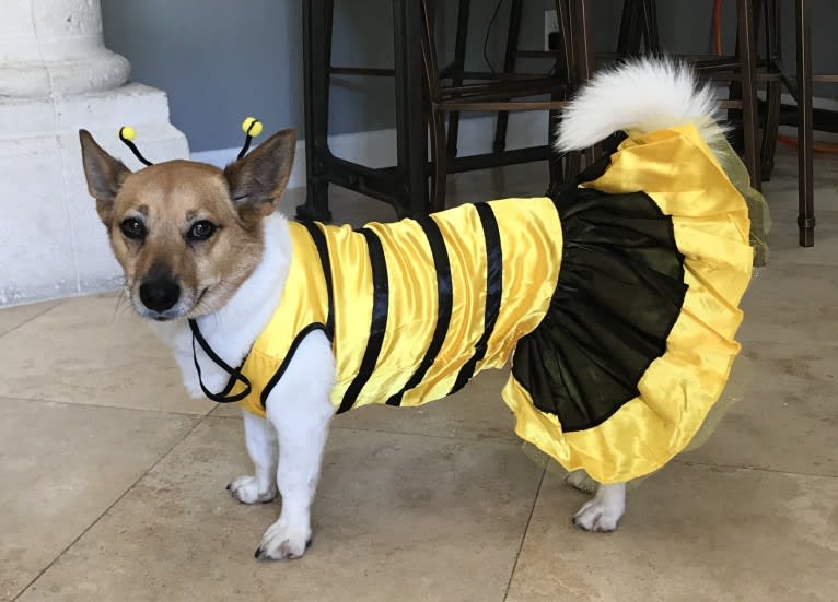 Tooey, a Chihuahua and Rat Terrier mix tested with EmbarkVet.com