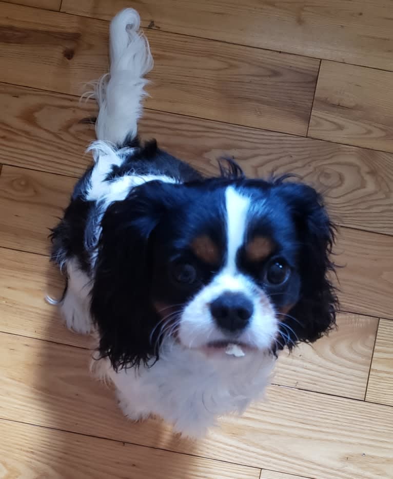 Iver McDerMutt, a Cavalier King Charles Spaniel tested with EmbarkVet.com