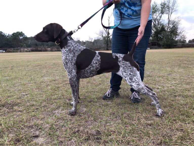 Cadence, a German Shorthaired Pointer tested with EmbarkVet.com