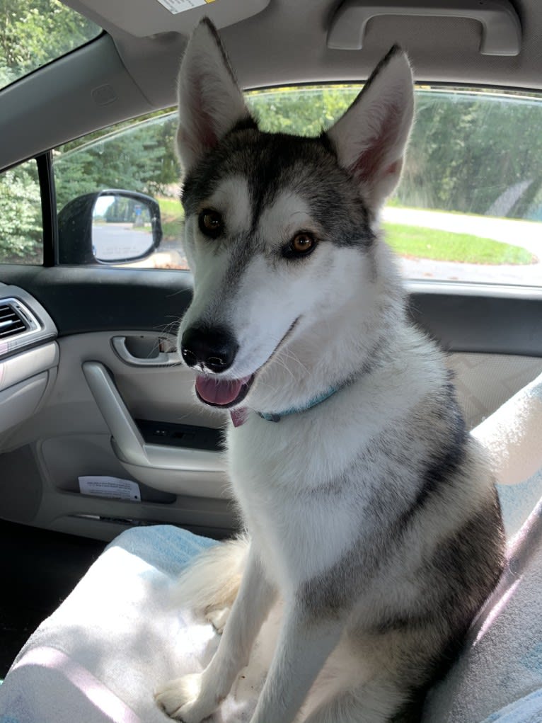 Sakari, a Siberian Husky and Alaskan Malamute mix tested with EmbarkVet.com