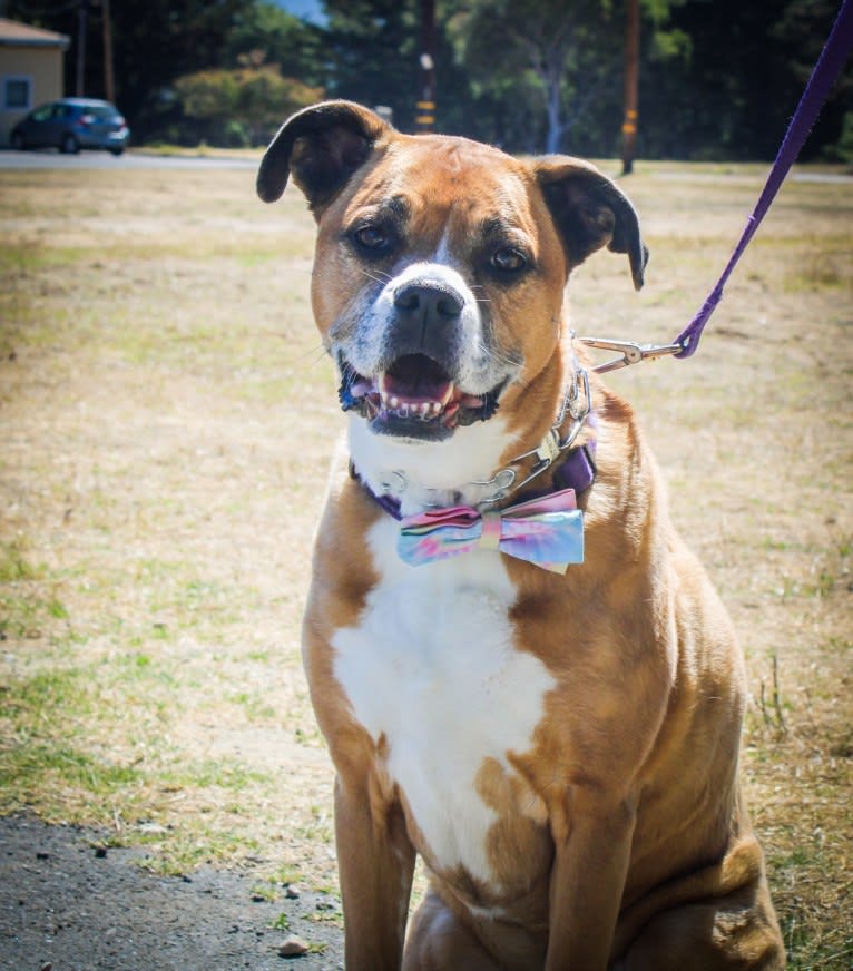 Kiah, an Australian Shepherd and Boxer mix tested with EmbarkVet.com