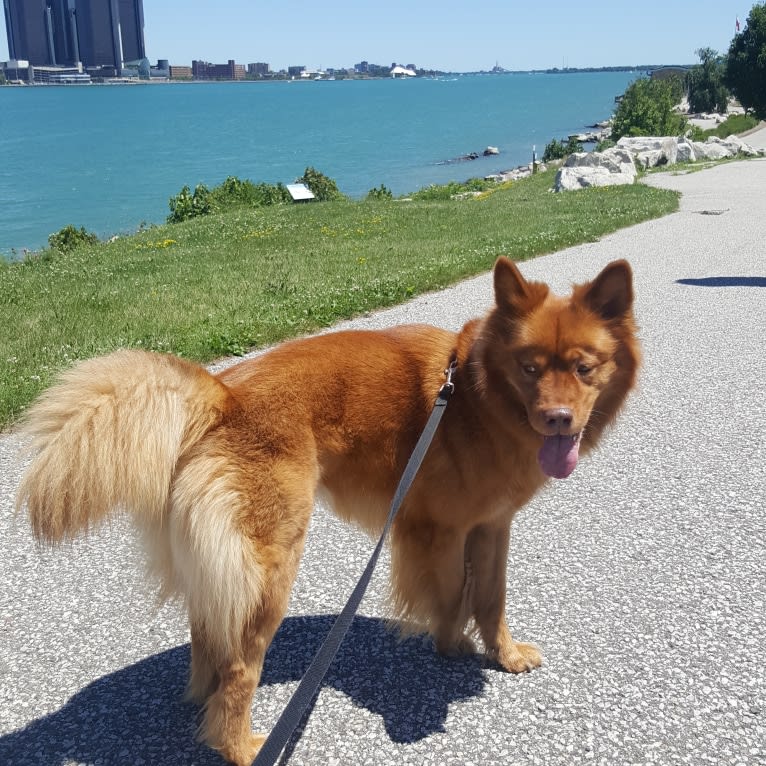 PHOENIX, a Chow Chow and Australian Shepherd mix tested with EmbarkVet.com