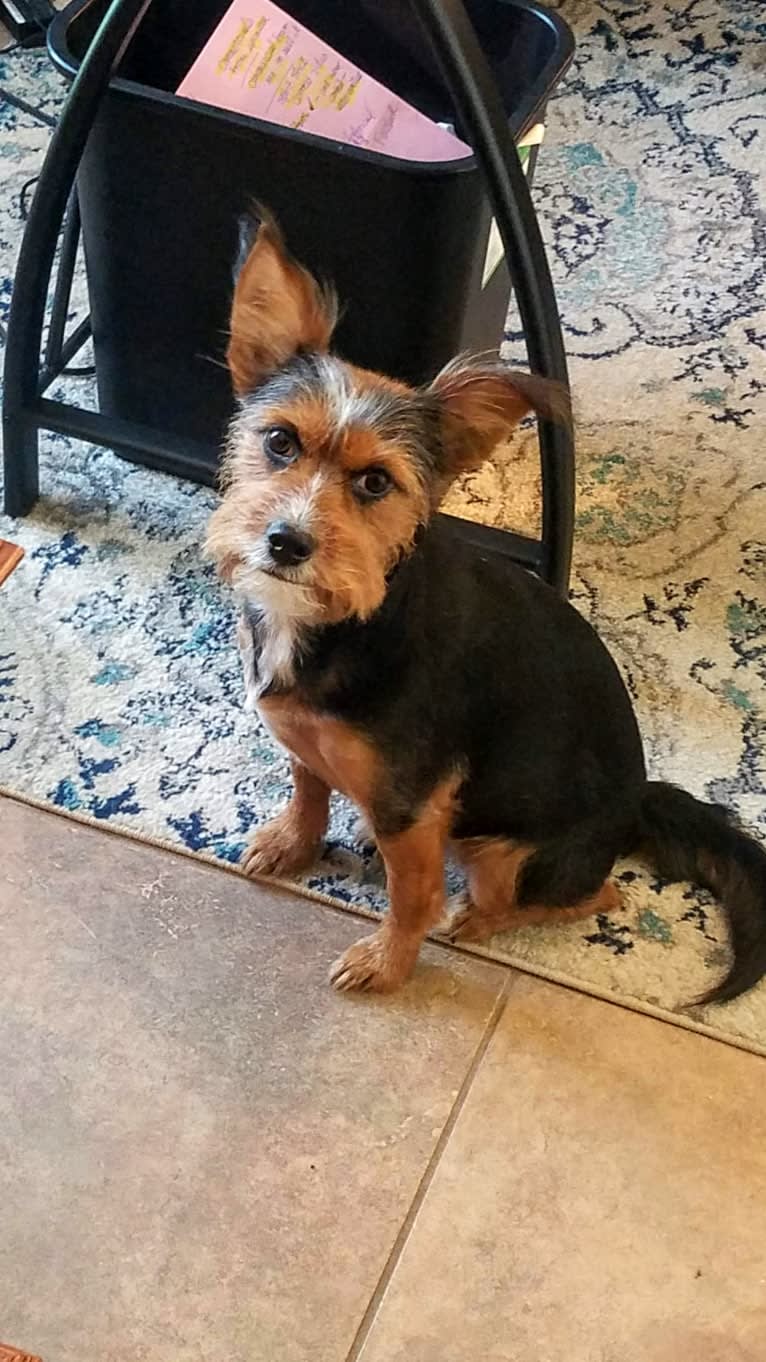 Callie Raye, a Yorkshire Terrier and Australian Cattle Dog mix tested with EmbarkVet.com