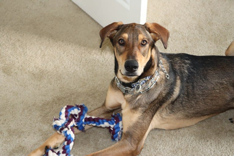 Jackson, a Doberman Pinscher and German Shepherd Dog mix tested with EmbarkVet.com