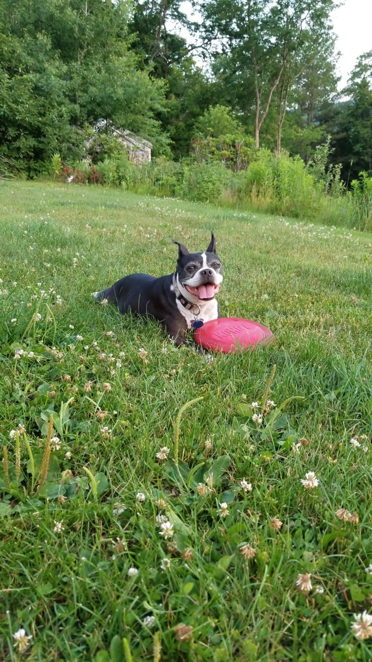 Princess Leia, a Boston Terrier tested with EmbarkVet.com