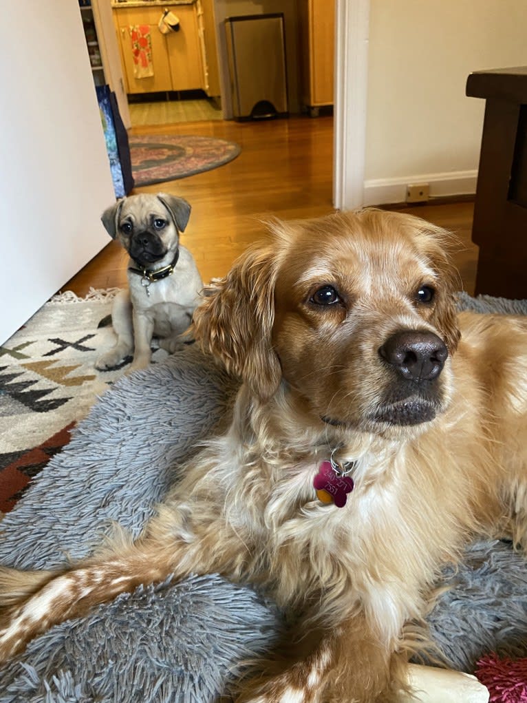 Bear, a Pug and Norwegian Elkhound mix tested with EmbarkVet.com