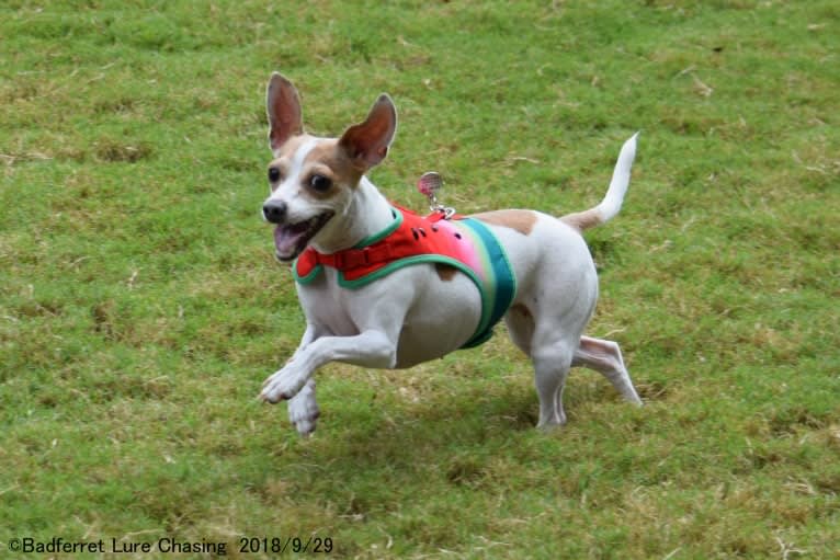 Neala, a Russell-type Terrier and Chihuahua mix tested with EmbarkVet.com
