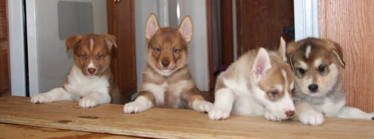 Duvel, a Gerberian Shepsky (18.8% unresolved) tested with EmbarkVet.com