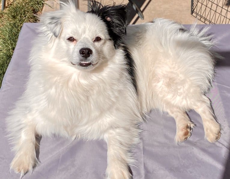 Frankie, a Shih Tzu and Pomeranian mix tested with EmbarkVet.com