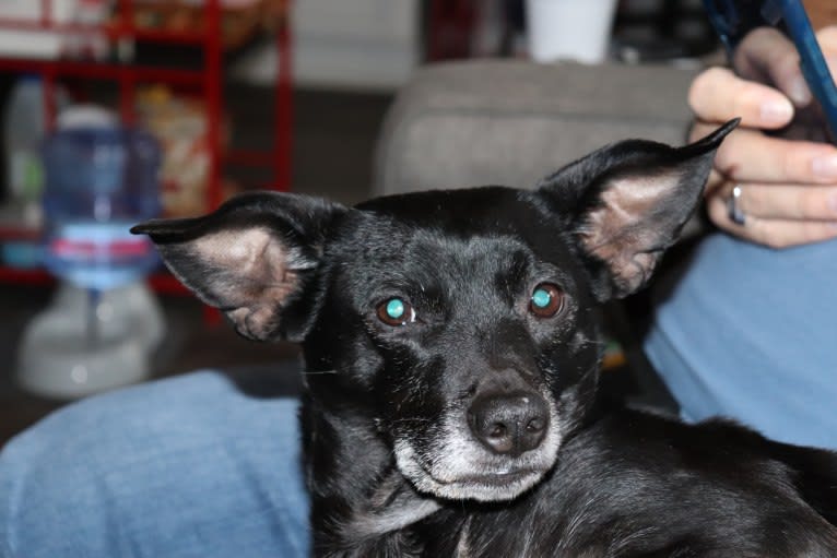 Emmie, a Labrador Retriever and Miniature Schnauzer mix tested with EmbarkVet.com