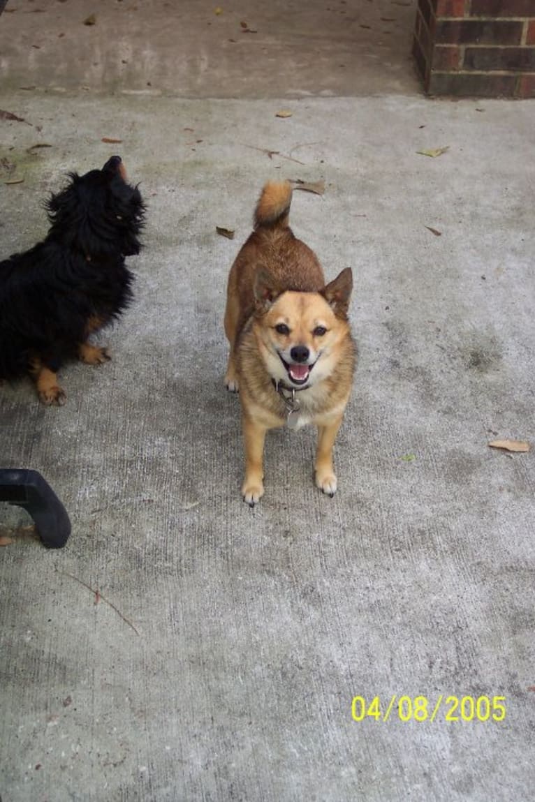 Lassie, a Pomeranian and Rat Terrier mix tested with EmbarkVet.com