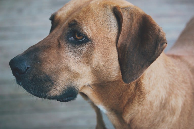 Lucy, an American Pit Bull Terrier and Mountain Cur mix tested with EmbarkVet.com