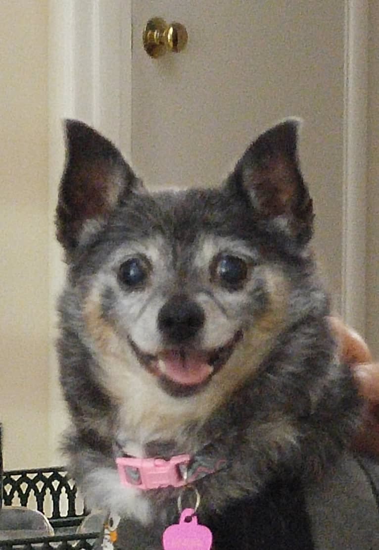 Maya, a Pomeranian and Chihuahua mix tested with EmbarkVet.com