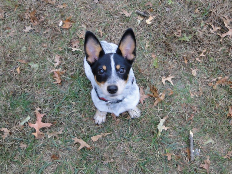 Ozzy, an Australian Cattle Dog and Russell-type Terrier mix tested with EmbarkVet.com
