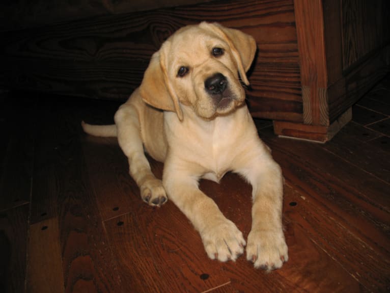 Precious, a Labrador Retriever tested with EmbarkVet.com