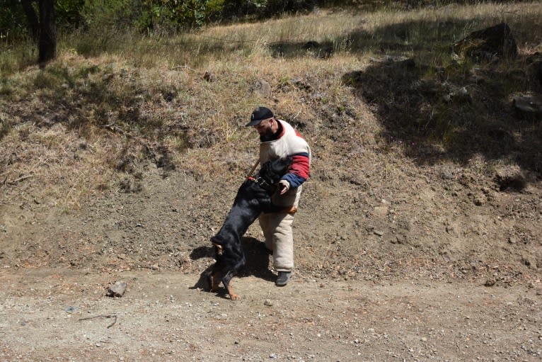 Wüstenhaus Samson, a Rottweiler tested with EmbarkVet.com