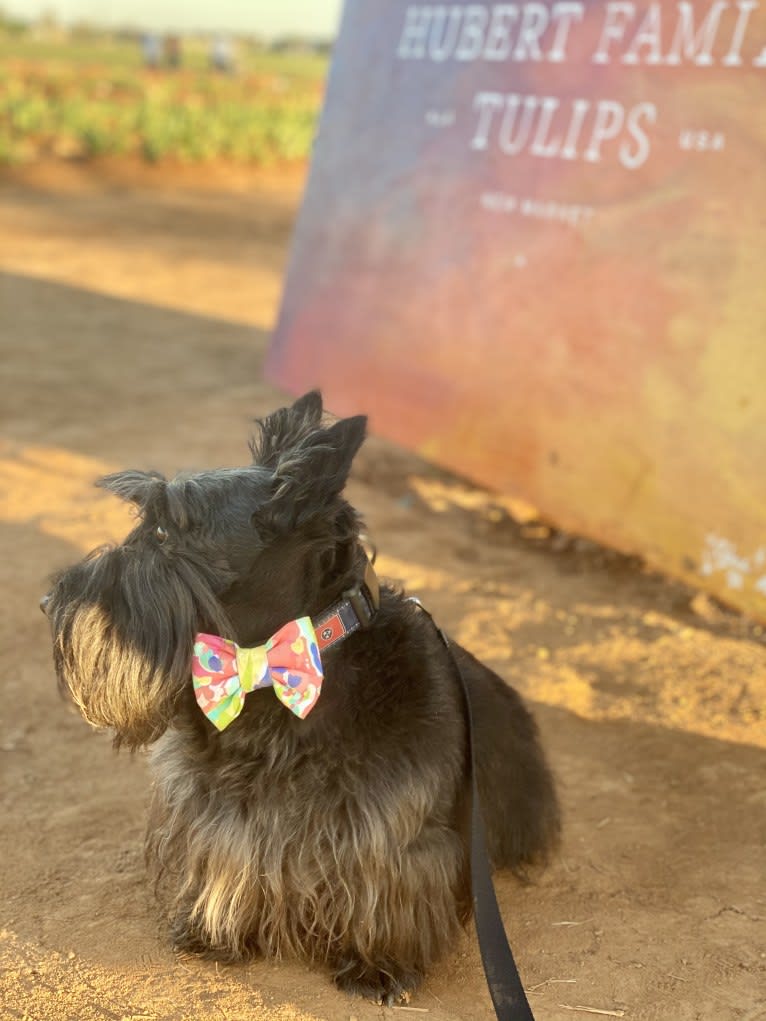 Max, a Scottish Terrier tested with EmbarkVet.com