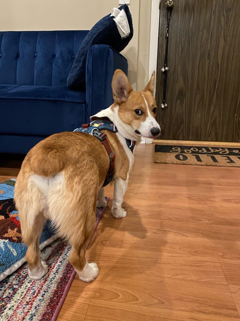 Franklin, a Pembroke Welsh Corgi tested with EmbarkVet.com