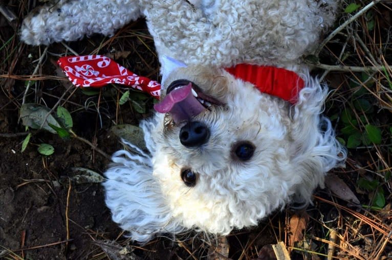 Opee, a Poodle (Small) and Chihuahua mix tested with EmbarkVet.com