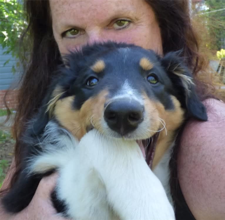 Jebediah Raphael, an English Shepherd tested with EmbarkVet.com