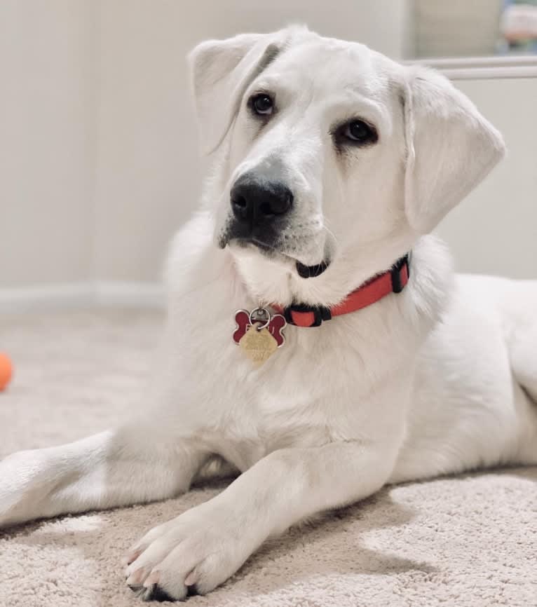 Beau, a Great Pyrenees and Golden Retriever mix tested with EmbarkVet.com