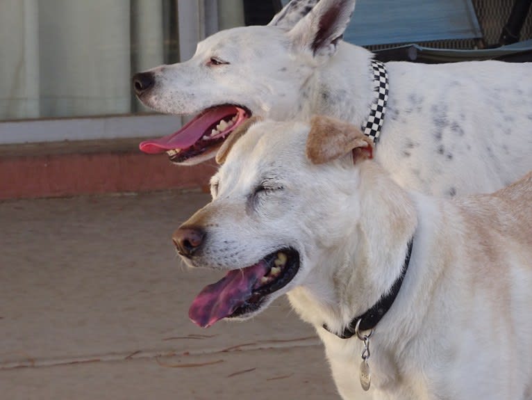 Doc, a Chihuahua and American Pit Bull Terrier mix tested with EmbarkVet.com