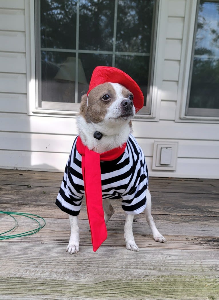 Jacques, a Chihuahua (13.4% unresolved) tested with EmbarkVet.com