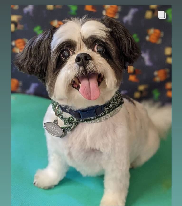 Obi, a Papillon and Shih Tzu mix tested with EmbarkVet.com