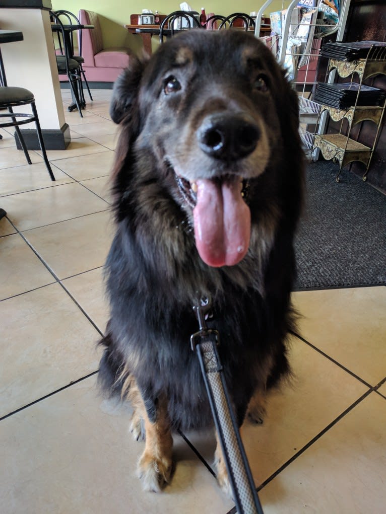 Cooper, a German Shepherd Dog and Golden Retriever mix tested with EmbarkVet.com