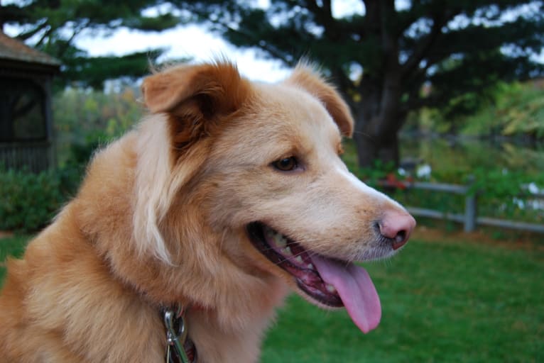 Randy, an American Village Dog and Labrador Retriever mix tested with EmbarkVet.com